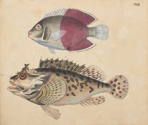 [Естествознание в картинках с пояснительным текстом профессора д-ра Штрака, изданное литографическим институтом], 1819